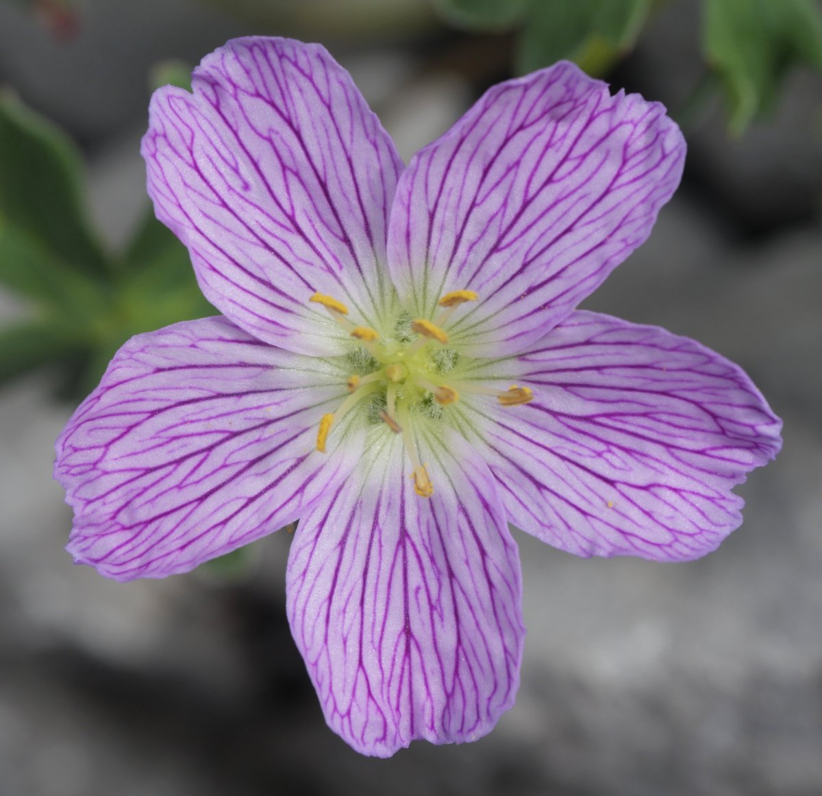 Geranium cinereum Auñamendi aldean