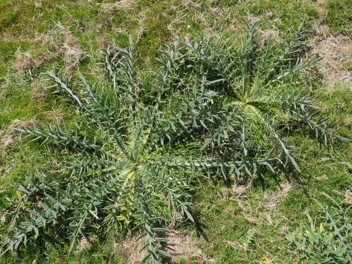 Cirsium eriophorum, landare berriak