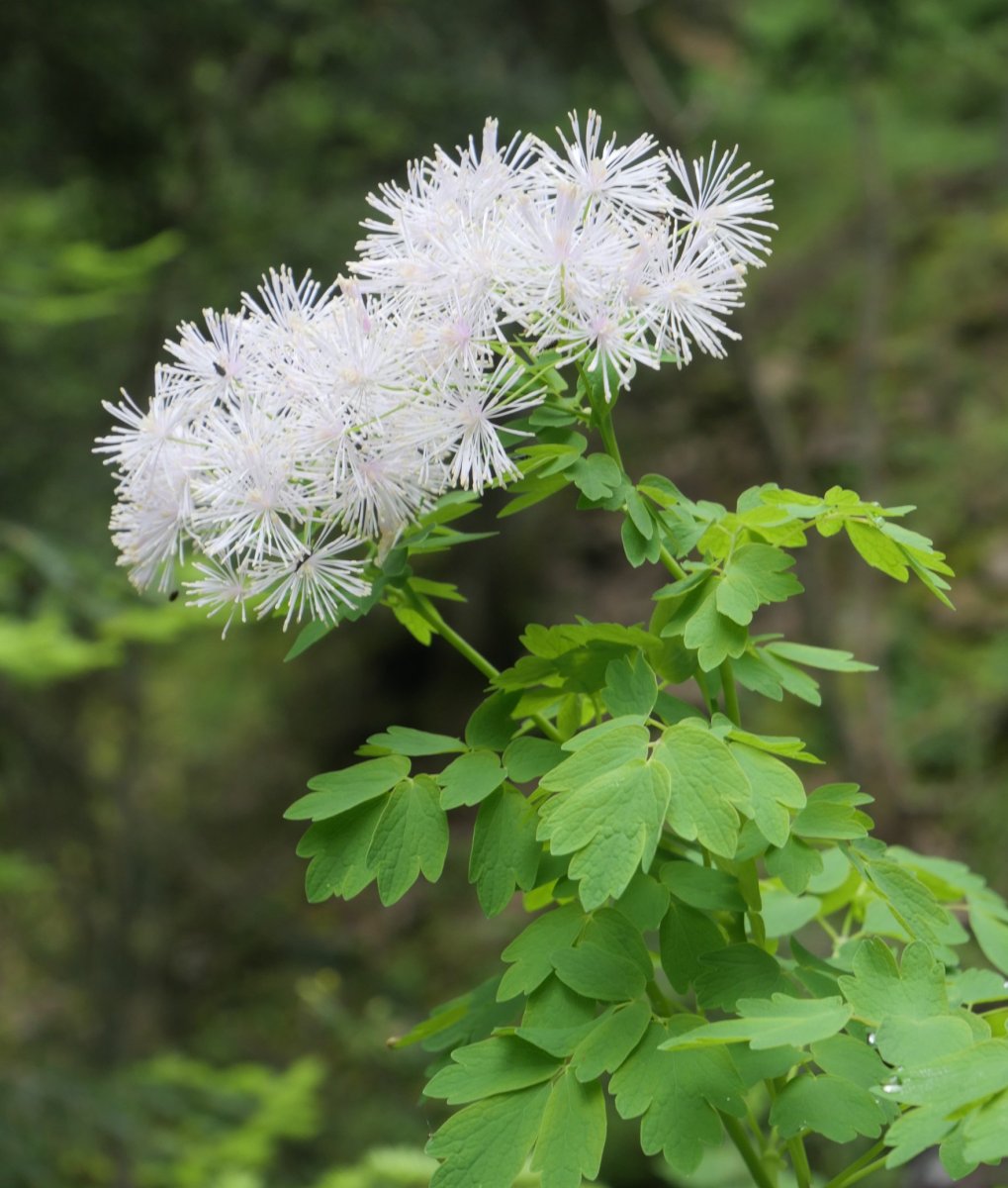 Thalictrum aquilegiifolium, Lintza aldean