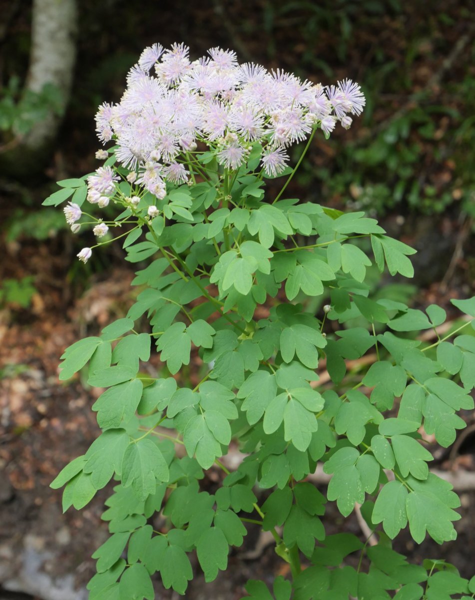 Thalictrum aquilegiifolium, Lintza aldean