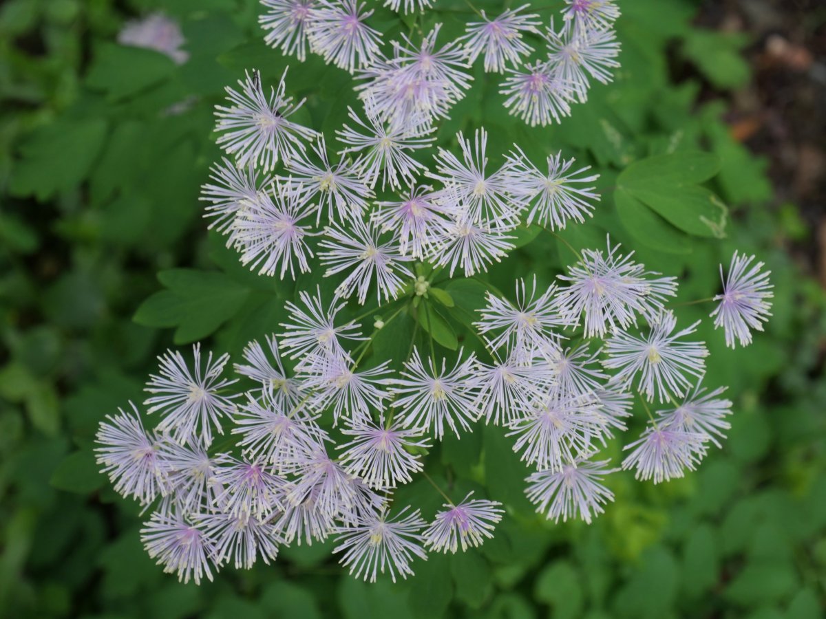 Thalictrum aquilegiifolium, Lintza aldean