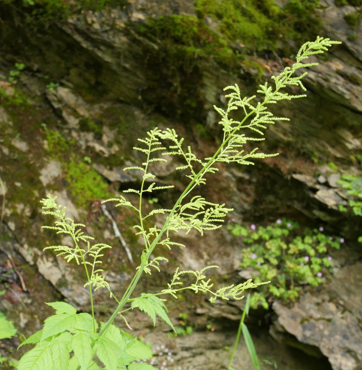 Aruncus dioicus, Lintza aldean