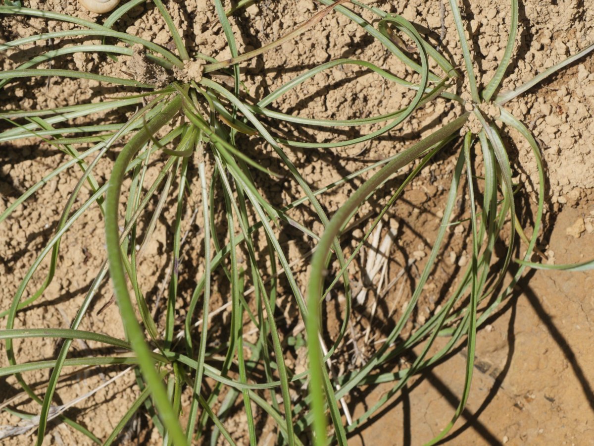 Scorzonera aristata Hoya de la Solana aldean