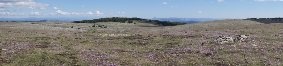 Malkasko gailurra