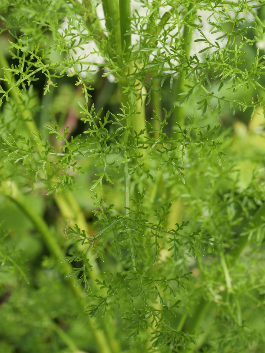 Ligusticum lucidum Kontrastatik gertu