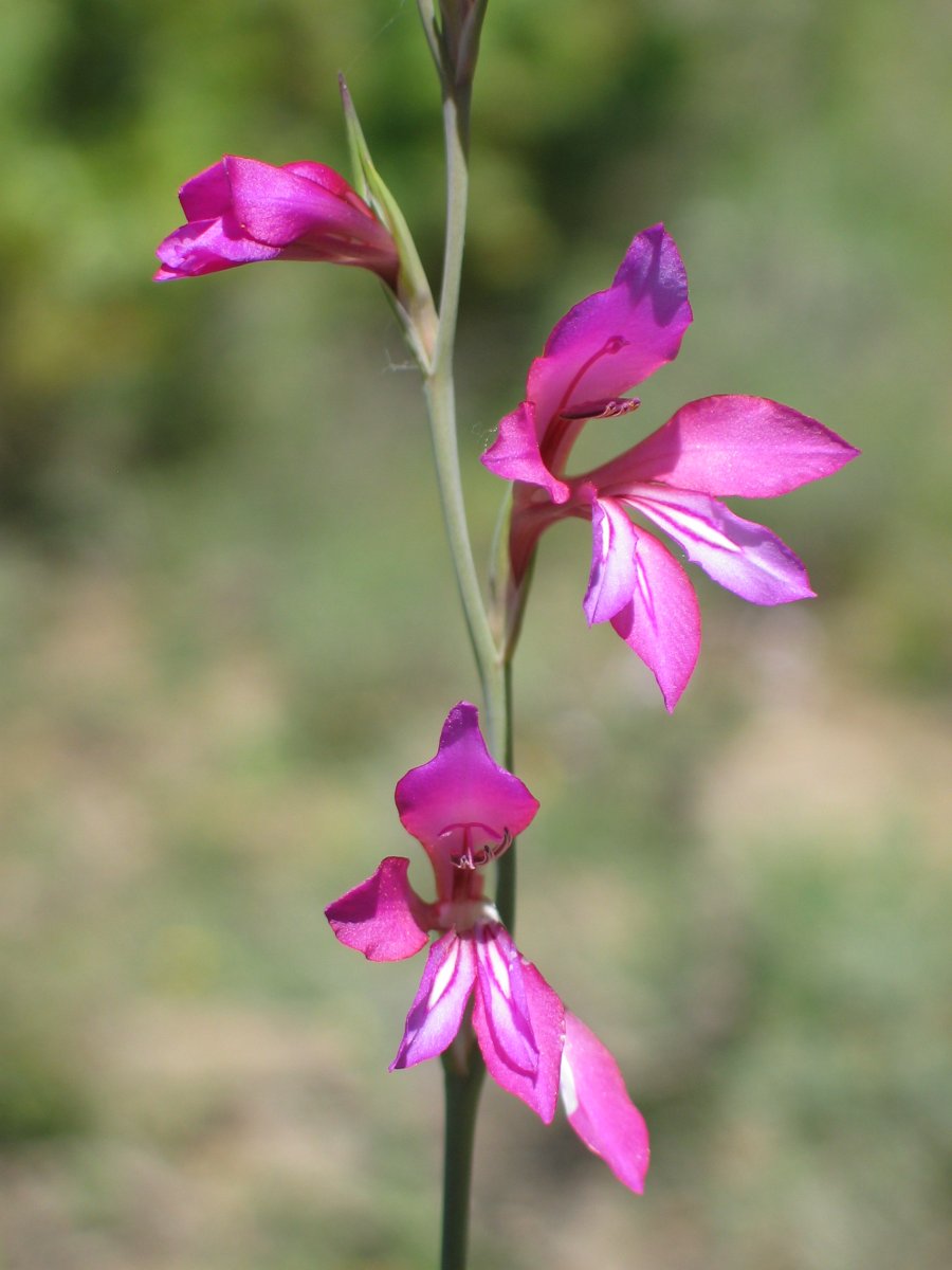 Gladiolus illyricus Antxoriz mendian