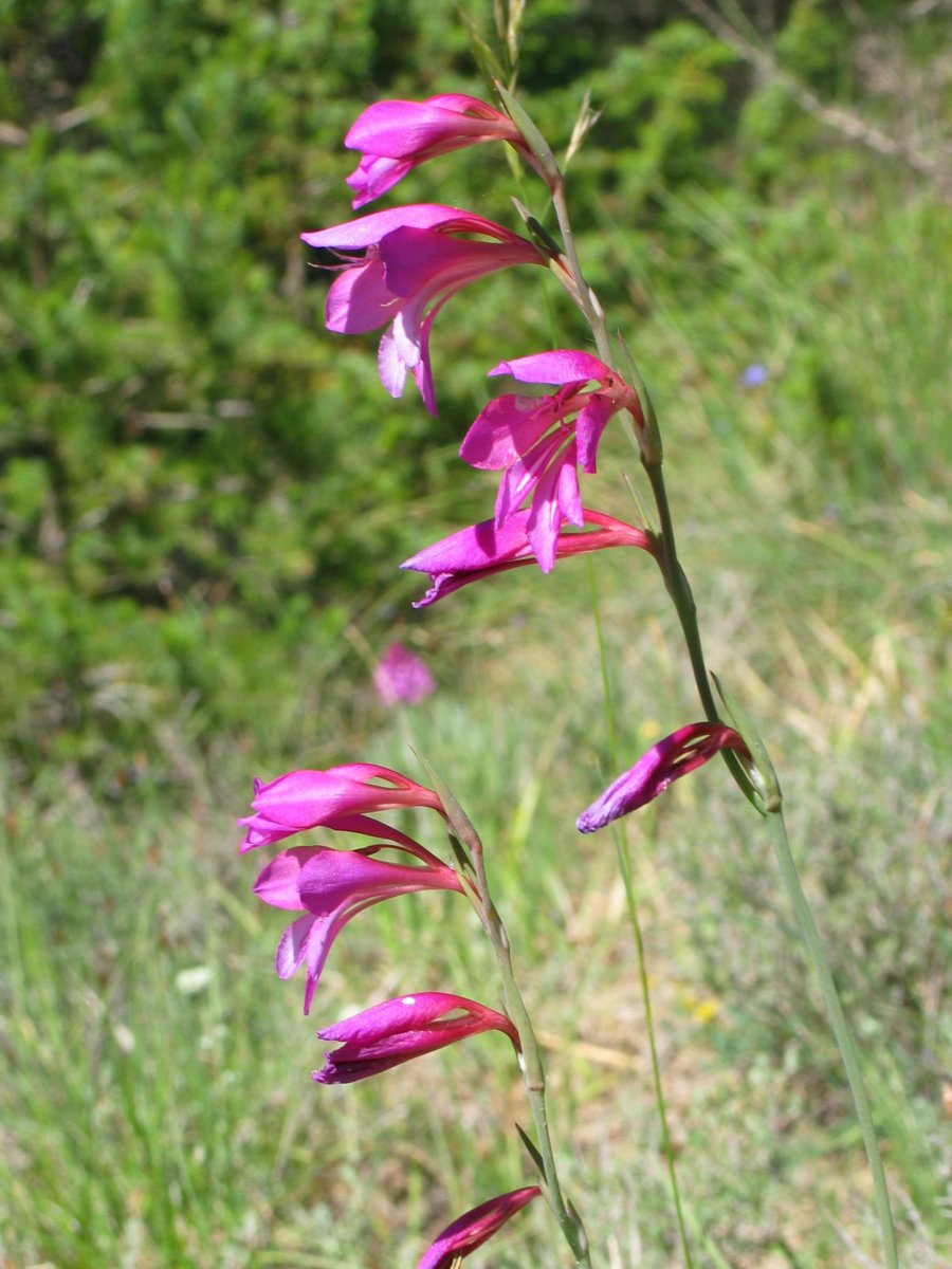 Gladiolus illyricus Antxoriz mendian