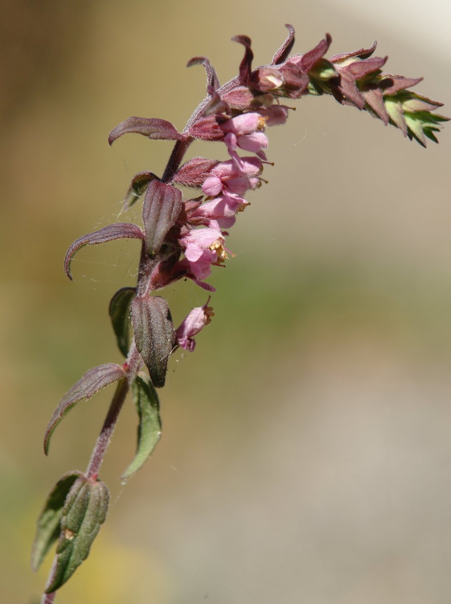 Odontites vernus Erga mendian