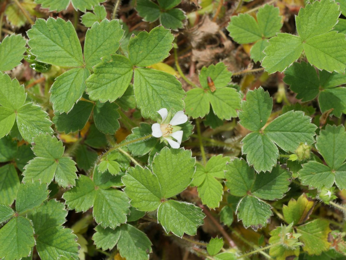 Potentilla sterilis Mugiro aldean