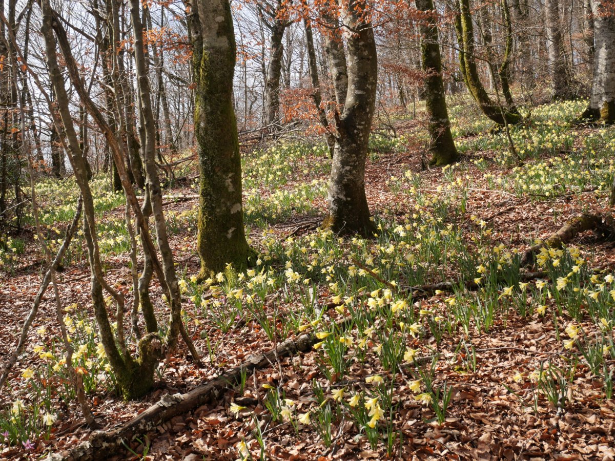 Udaberriko lilipak Zarranzmendiko ekialdeko hegian