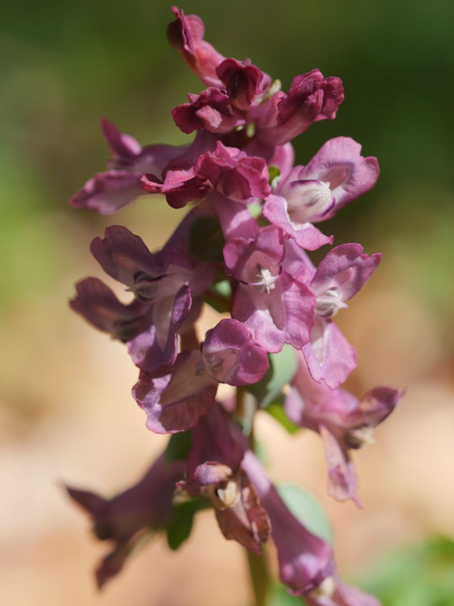 Corydalis cava Saldisgain gailurrean