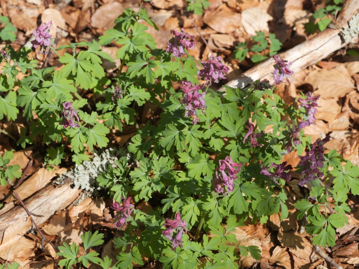 Corydalis cava Saldisgain gailurrean