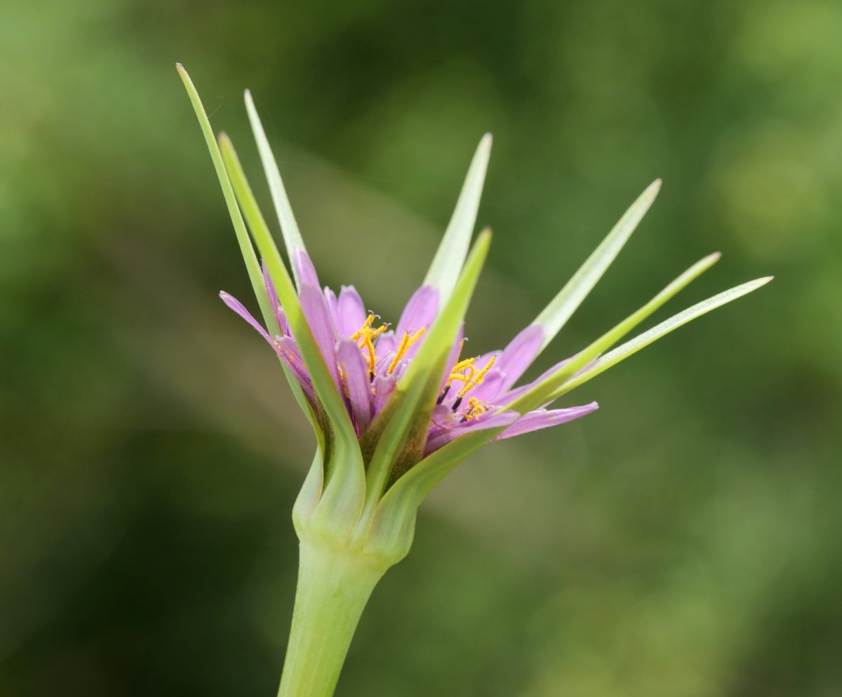 Tragopogon porrifolius Uharte Arakil aldean