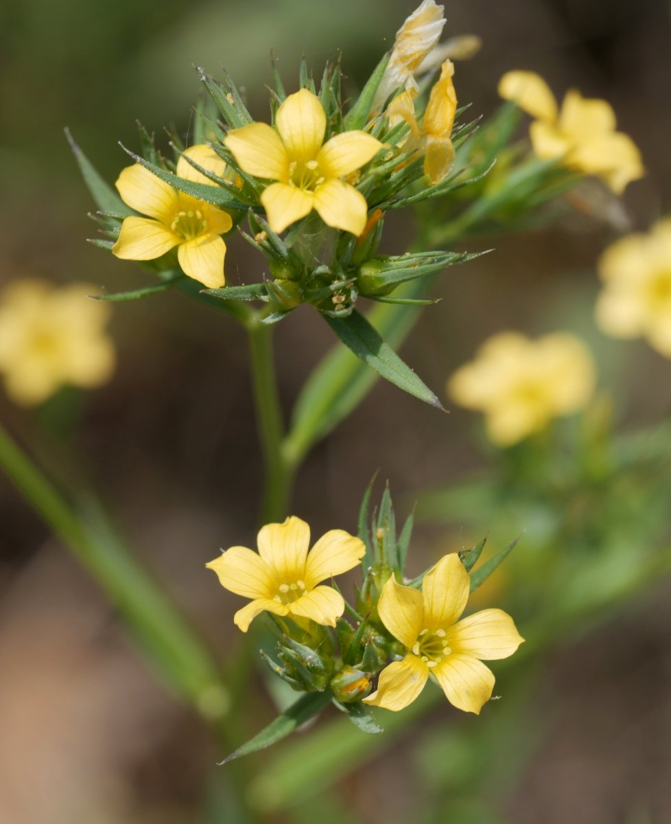 Linum strictum Garaño mendian