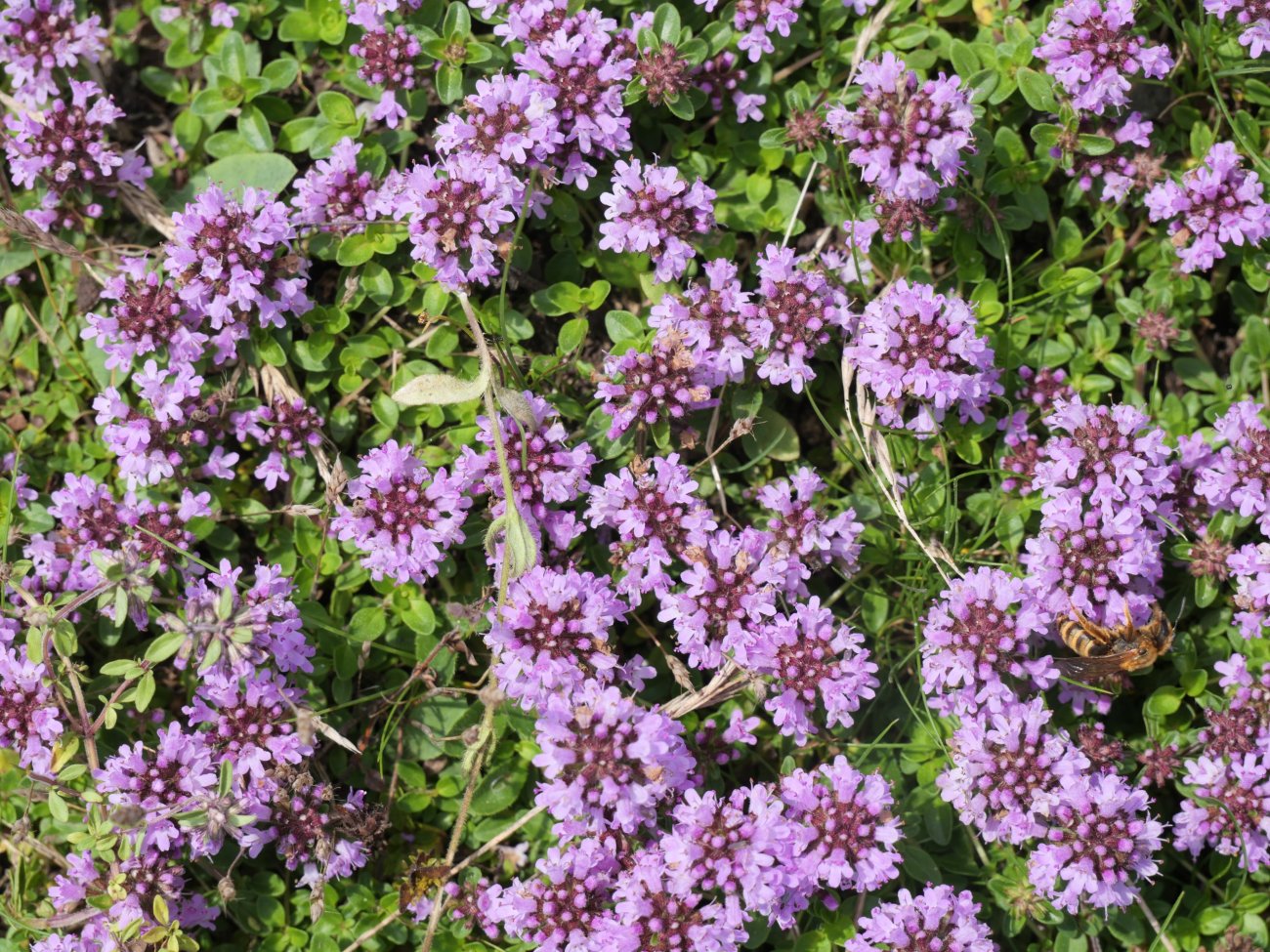 Thymus pulegioides Ekaitza mendian