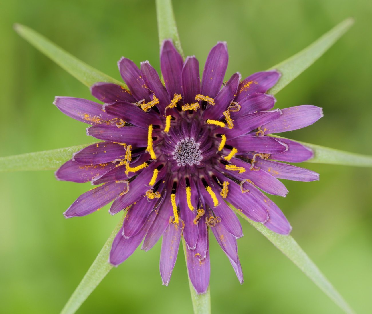 Tragopogon porrifolius Uharte Arakil aldean