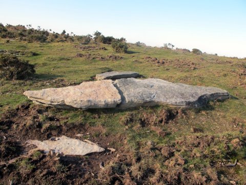 Xoldokogaña zutarria