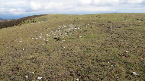 Escalaborro tumulua, Andia