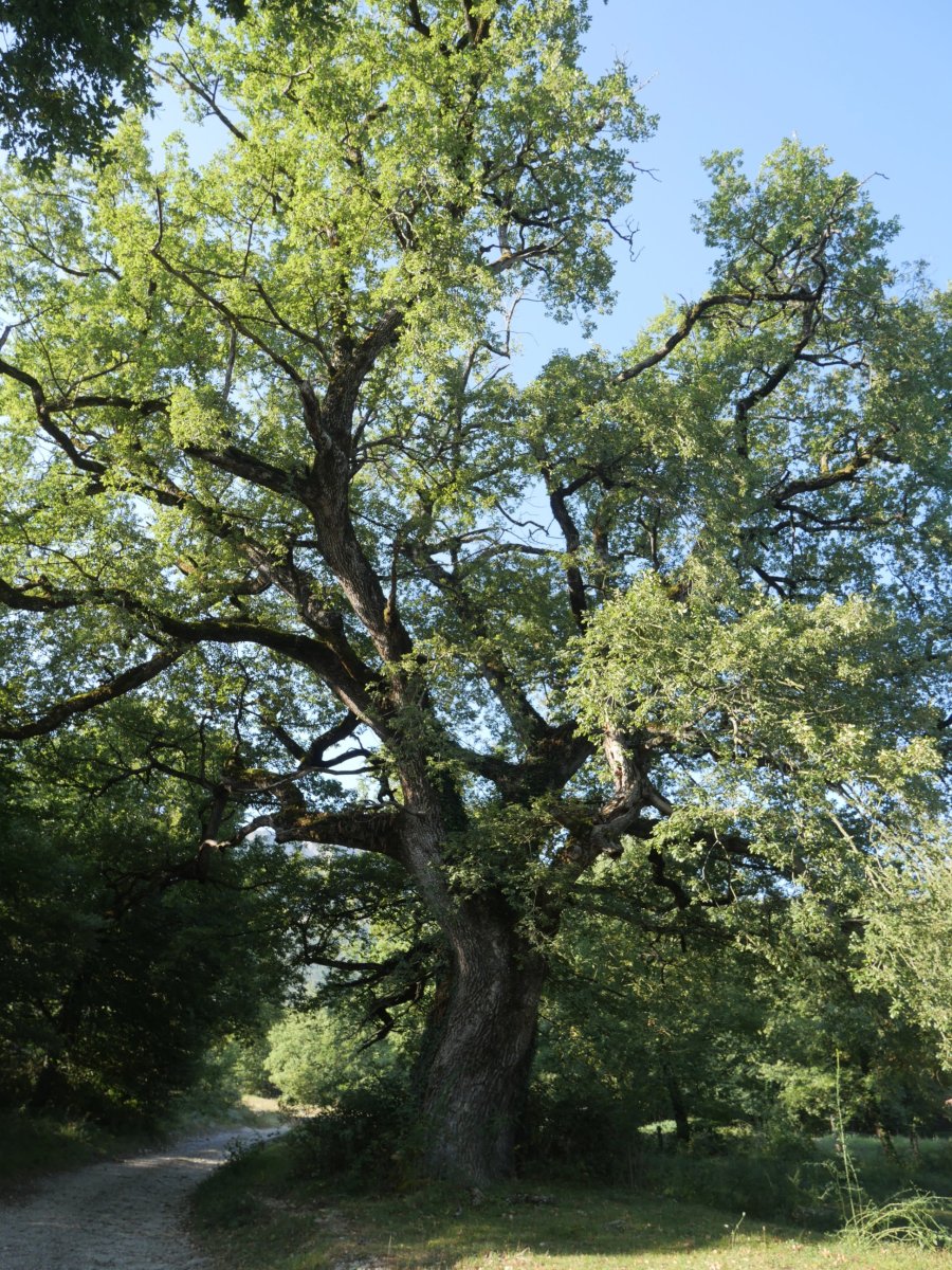 Haritz galantak bidearen hasieran