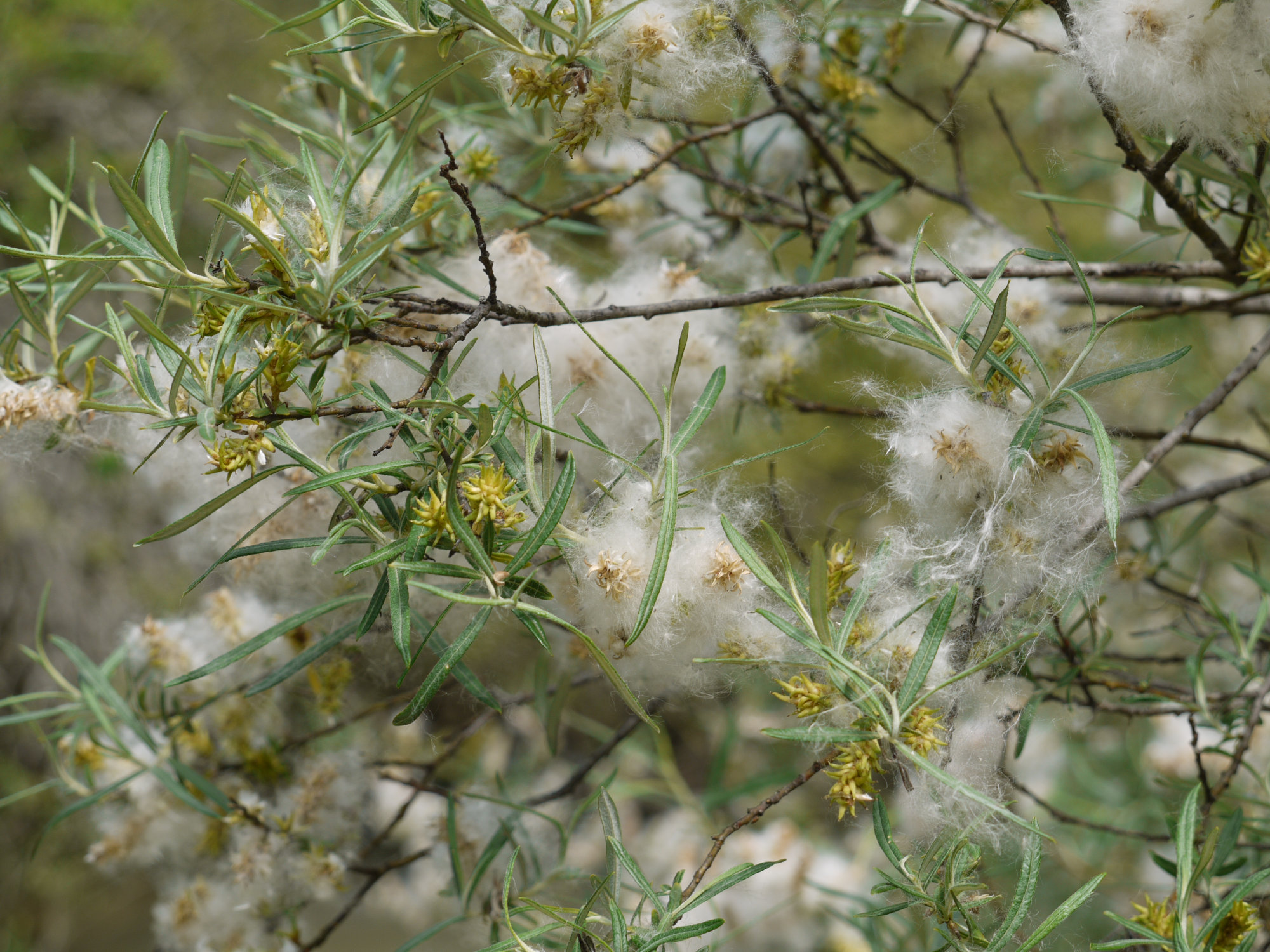 Salix eleagnos, Ubagua errekaren bazterrean