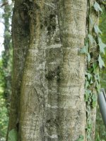 Carpinus betulus, enborra