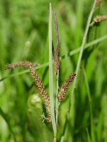 Carex flacca