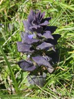 Ajuga pyramidalis Anayeteko iboien inguruan