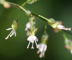 Circaea lutetiana lutetiana Errenterian