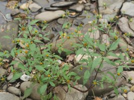 Bidens frondosa Urumean, Añarbe aldean
