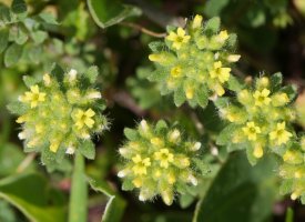 Alyssum alyssoides Madalen mendian, Sakana aldean