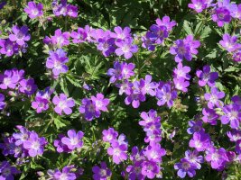 Geranium sylvaticum Culivillas errekaren inguruetan