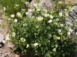 Potentilla rupestris Culivillas errekaren inguruetan