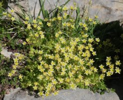 Saxifraga moschata Anéou inguruan