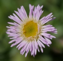 Erigeron alpinus Anéou aldeko mendietan