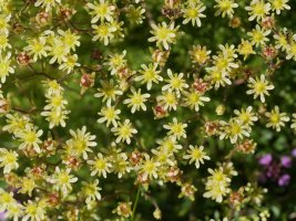 Saxifraga moschata Aneou inguruan