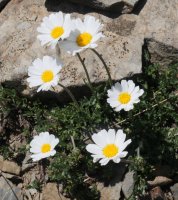 Leucanthemopsis alpina d'Anéou eta Peña Blanca arteko bizkarrean