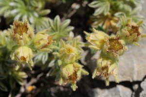 Potentilla nivalis Larra aldean