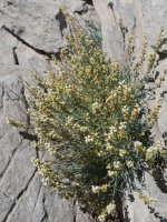 Reseda glauca Larra aldean