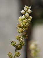 Reseda glauca Larra aldean