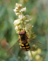 Reseda glauca Larra aldean