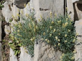 Reseda glauca Larra aldean