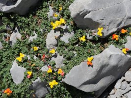 Lotus corniculatus Larra aldean