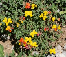 Lotus corniculatus Larra aldean