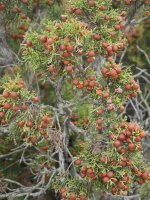 Juniperus phoenicea