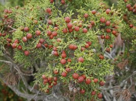 Juniperus phoenicea Saldise mendian