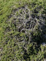 Ipurua harriaren gainean zabalduta