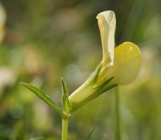 Lotus maritimus, Larunbe aldean