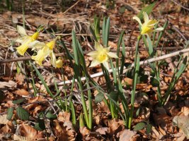 Narcissus pseudonarcissus Zarrantzmendiko ekialdeko hegian