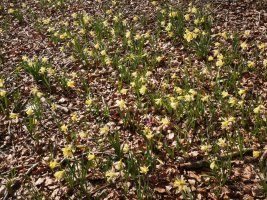 Narcissus pseudonarcissus Zarrantzmendiko ekialdeko hegian