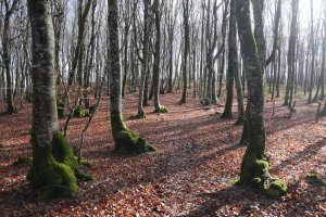 Oin zaharretik etorritako pago berriak, Beuntza Gainako bidean